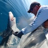 SharkColin's profile picture. Shark scientist. Adjunct Professor at James Cook University and University of Tasmania.