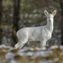 Selene Hernández - @SeleneHernndez1 - Twitter