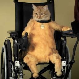 CripCoreysCat's profile picture. Just a cat tweeting to distract you from our plan for global domination. They call me Milo, but soon they will call me Master.