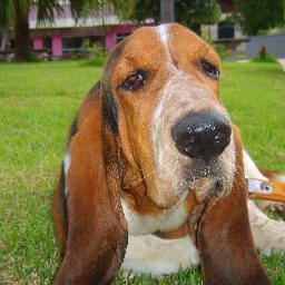 Católica, apaixonada pela minha família, pelos meus pets e pelo Flamengo!