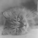 Pat Culp - @HouseOfFur - Twitter