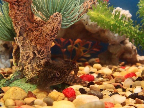 FshTnkSolutions's profile picture. We love fish tanks!