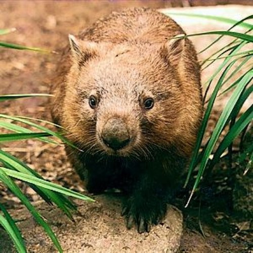 Wombats are the worlds most magnificamt creatures. The common Wom is just your everyday Wombat.