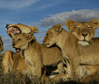 HesterLightfoot's profile picture. You gave your good Spirit to instruct them and did not withhold your manna from their mouth and gave them water for their thirst. Neh 9:20