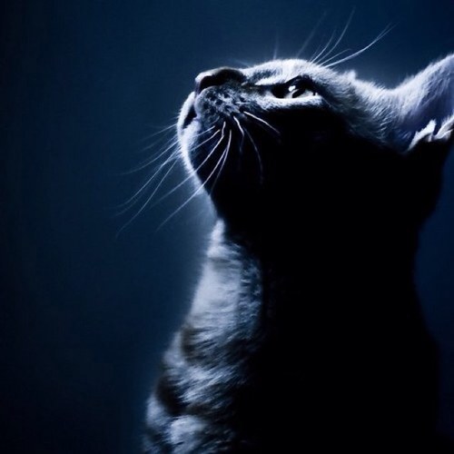 I'm believer I'm dreamer ......Reach out to the moon, even if we can't......Just feel. You only have to think a little