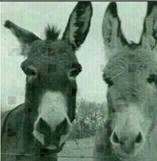 jjdp59's profile picture. En el camino de aprender a ser paciente, tenaz e inteligente como los burros.