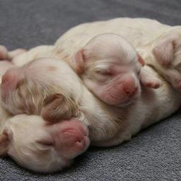 flotta62's profile picture. Mi piace la musica, ..... la mia fede in DIO! Adoro l'Italia e la mia stupenda città di Napoli, e guai a chi fa del male agli animali