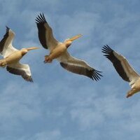 AlineUdBoogaart (@audboogaart) 's Twitter Profile