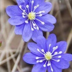 Våren är här, bara du ser dig omkring! Fältbiologernas vårteckenrapportering avslöjar vårens ankomst. Hjälp till! Rapportera dina vårtecken till oss.