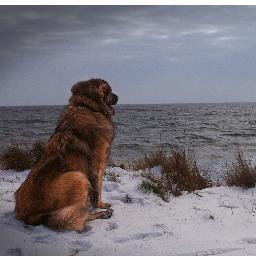 JackenJoey's profile picture. Jack & Joey is een tablet magazine voor hondenliefhebbers dat gratis beschikbaar is als app. http://t.co/2dbO6ahKpW
#hond #honden #magazine #gratis