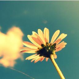 SoSorryMummy's profile picture. If you follow me i follow you, I don't lie it's true !