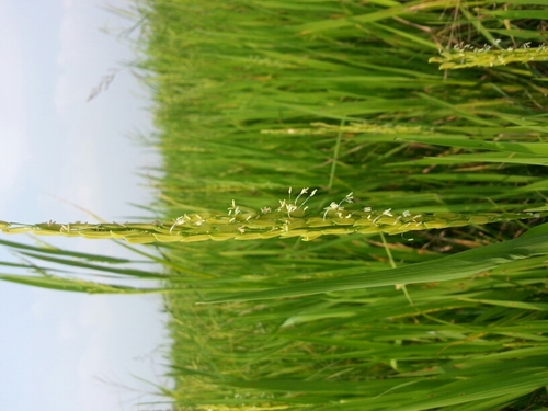 VNoiubon's profile picture. 