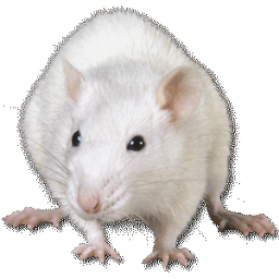 RatDaily Profile Picture