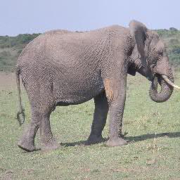 Mosotib's profile picture. 