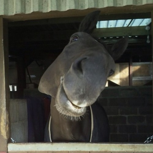 WoodspringRC's profile picture. Riding Club based in North Somerset offering lessons, team competitions, annual camp and LOADS OF FUN!!