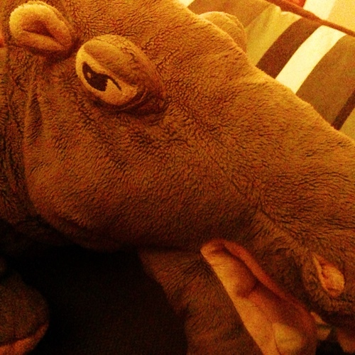 An actual gentleman hippopotamus companion. Always alert; rarely alarmed.