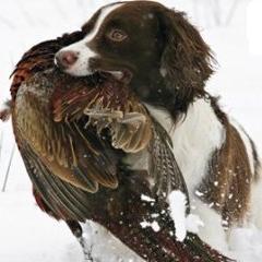 IPC_Shooting's profile picture. 