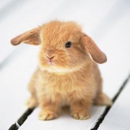 Mariya_Oz's profile picture. 