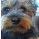 Bailey Oscar  - @BaileyOscar10 - Twitter