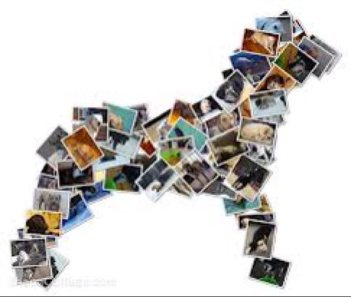 dog_ddd's profile picture. Hi thanks for following for dog news and pics 
Feel free to share and nominate your dog for the crown of 'dog of the day' Just send a photo and description