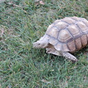 Scott Crenshaw - @SCrenshaw1581 - Twitter