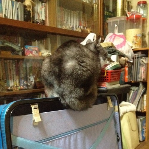 yamadola7's profile picture. マンドラ/マンドリン/音楽/環境/奥華子/→Pia-no-jaC←/ボートレース(初心者)/森下愛梨選手