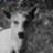 ju1633vzra6bd31's profile image