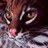 igorpi26's profile image