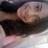 Sarahsf26's profile image