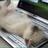 vovaea29's profile image