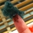 Bettytn91's profile image
