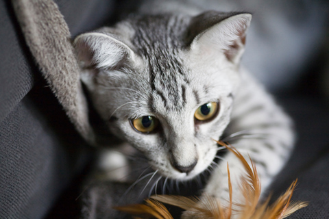 MaudeMabel's profile picture. maude and mabel are two eyptian mau kittens (kittehs) living in london with their two fat servants