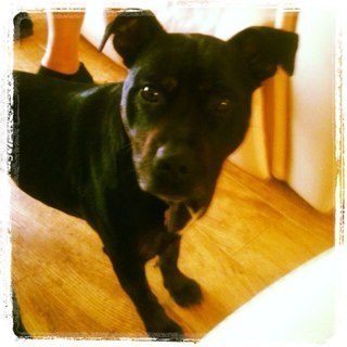 Lexi_D0G's profile picture. Staffie Living With The Monks.