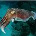 Marine Biology (@biologymarine) Twitter profile photo Marine Biology (@biologymarine) Twitter profile photo