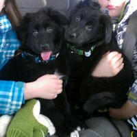kevin (@thedogfather02) 's Twitter Profile