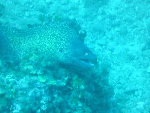 PlongePassion's profile picture. Album photos de mes plongées sous-marine en mer, sous glace...