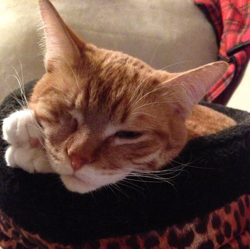 Mother to kitties, Mother to humans. Alive, living....wish I was napping. ZZZzzzzzzz
