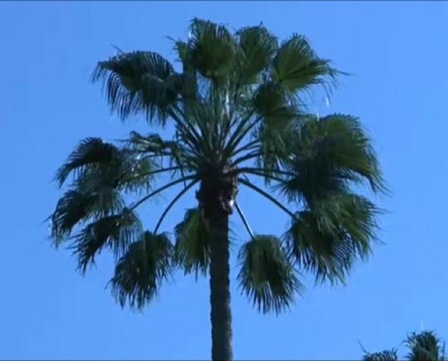 MarsPalmtree's profile picture. A nice palmy palmday to everyone! #MuchPalmLove