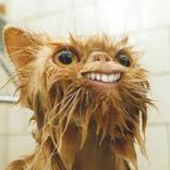 I tweet the best jokes, not the most jokes.

contact: qualityjokes@yahoo.com