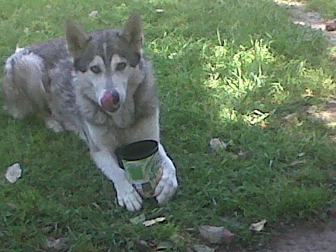 Padre de Antonia y José Tomás. Hijo de Bello, ex-atleta, viuda de Blackberry y animalista!