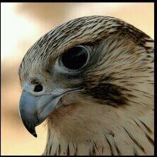 saeef33's profile picture. سبحان الله وبحمدة سبحان الله العظيم