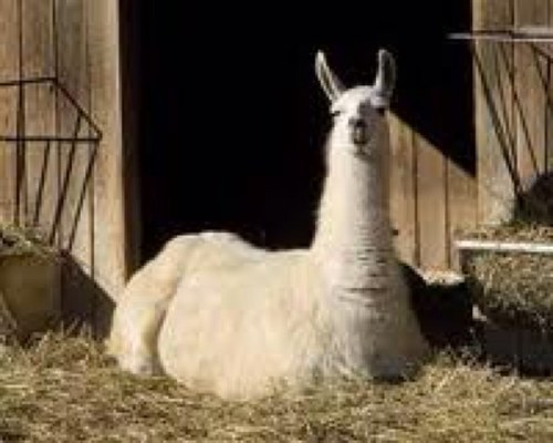 Sprocketdevil's profile picture. This guy is awesome his youtube is danisnotonfire and danisnotinteresting