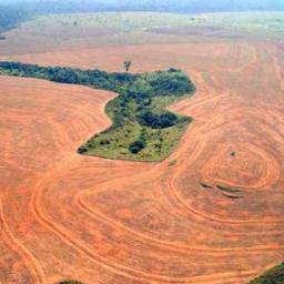YorkUHippies's profile picture. We are raising awareness for the clear cutting of the Amazonian Rain forests. We encourage you to tweet at, or write to your politicians and spread the message.