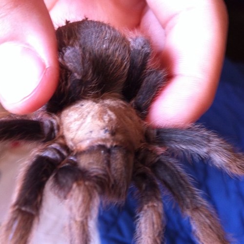 pbreck_preston's profile picture. 