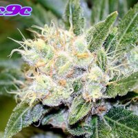 Denver Med Marijuana (@cloud9cc) 's Twitter Profile