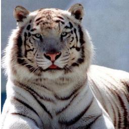 Missioning to save the Siberian tigers.