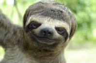 Dat ratchet sloth nigga.