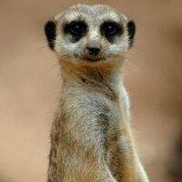 Woodrickson (@woodrickson) 's Twitter Profile