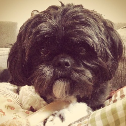 My name is Ruby, the shih tzu. I love the poodle and treats...but not a fan of Max unless he keeps me warm.