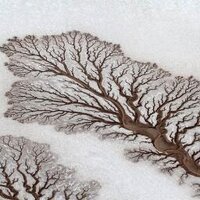 Alison Bate (@alisonbategreen) 's Twitter Profile